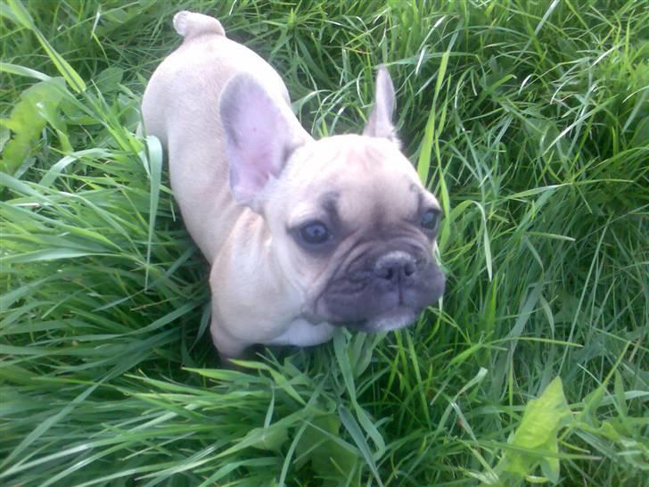 Fransk bulldog *Mille* billede 2