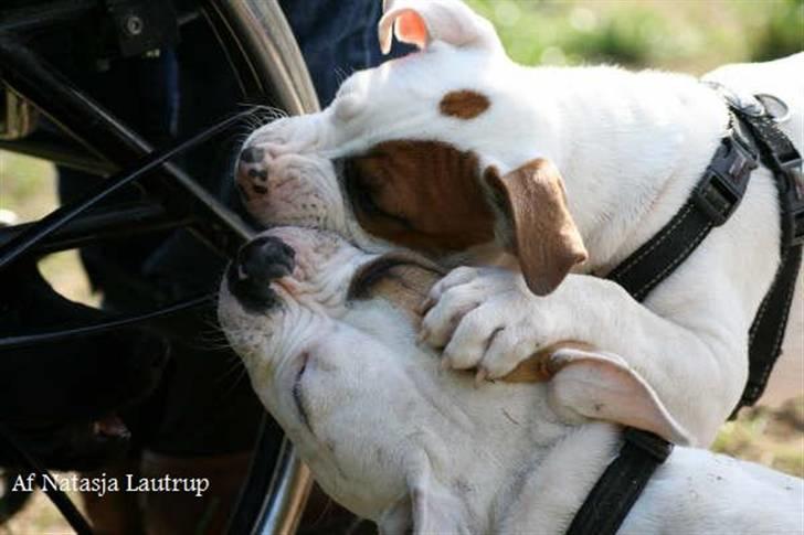 Blanding af racer Luba - Spike og Luba, Hundeskoven d. 16 september 2007 billede 14