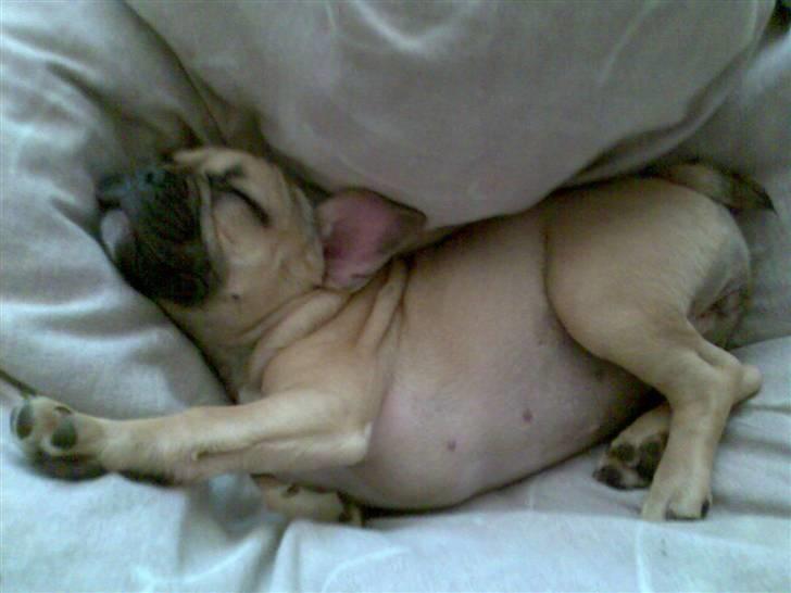 Fransk bulldog *Mille* billede 3