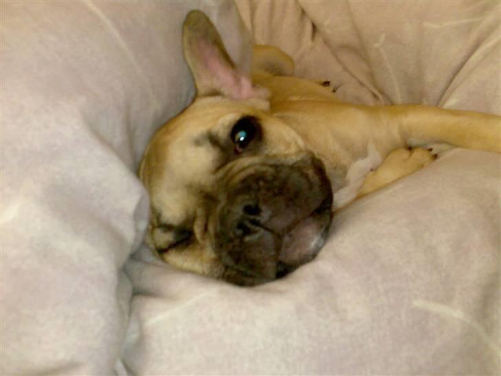 Fransk bulldog *Mille* billede 5