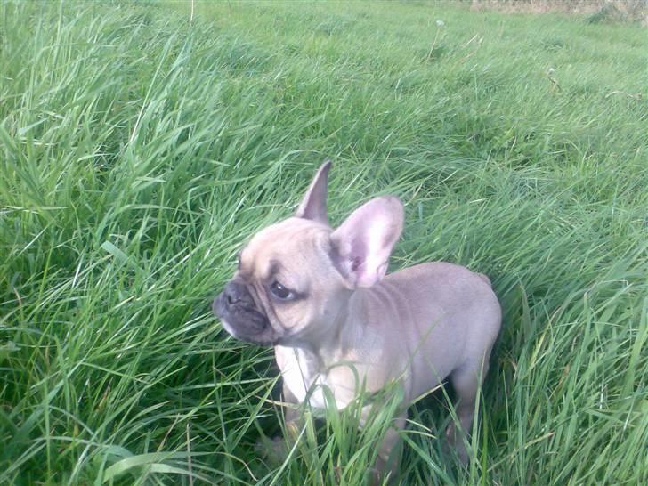 Fransk bulldog *Mille* billede 6