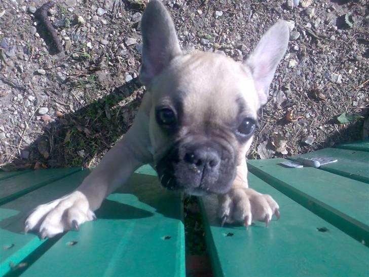 Fransk bulldog *Mille* billede 7