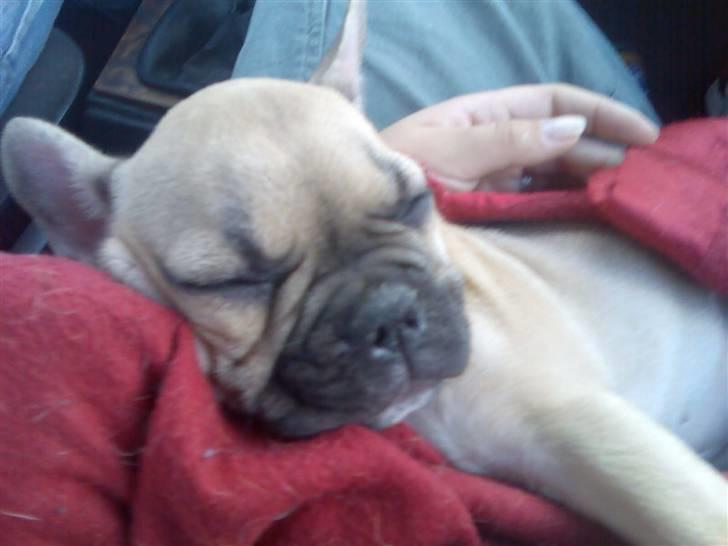 Fransk bulldog *Mille* billede 9