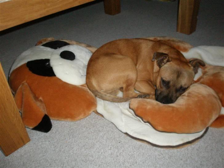 Staffordshire bull terrier Diamond. (Sniff) billede 18