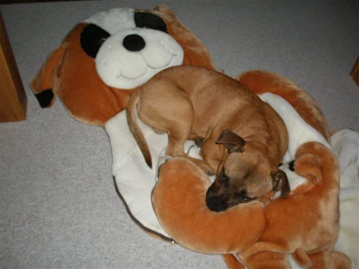 Staffordshire bull terrier Diamond. (Sniff) billede 19