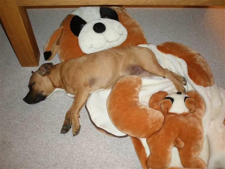 Staffordshire bull terrier Diamond. (Sniff) billede 20