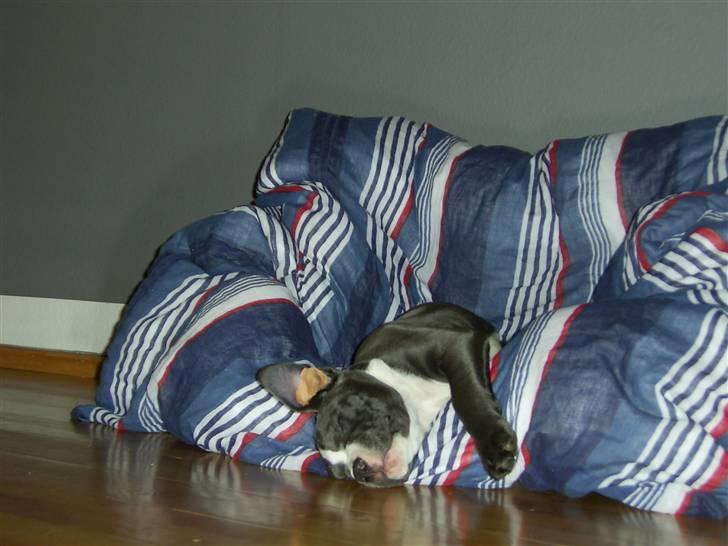 Amerikansk staffordshire terrier Biggie - Han har sære sovevaner... men han sover tungt ! billede 10