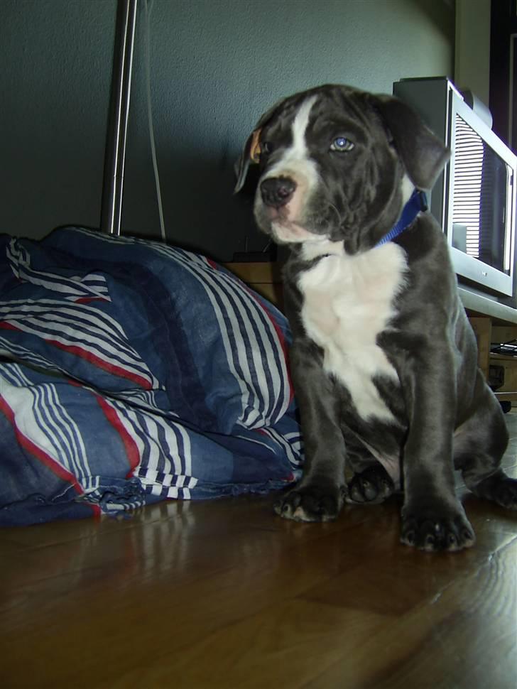 Amerikansk staffordshire terrier Biggie - Biggie sidder pænt ved sin kurv billede 12