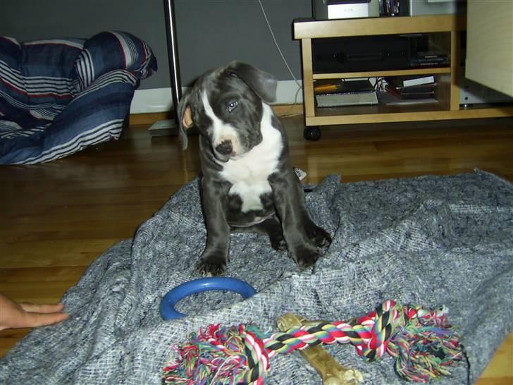 Amerikansk staffordshire terrier Biggie - Tænkeboks.. billede 13