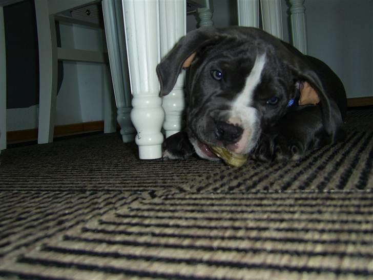 Amerikansk staffordshire terrier Biggie billede 14