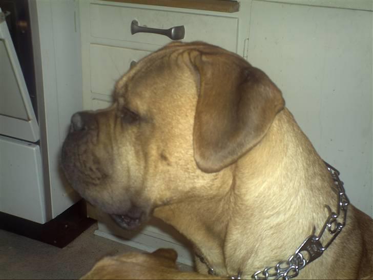 Blanding af racer zacko billede 2