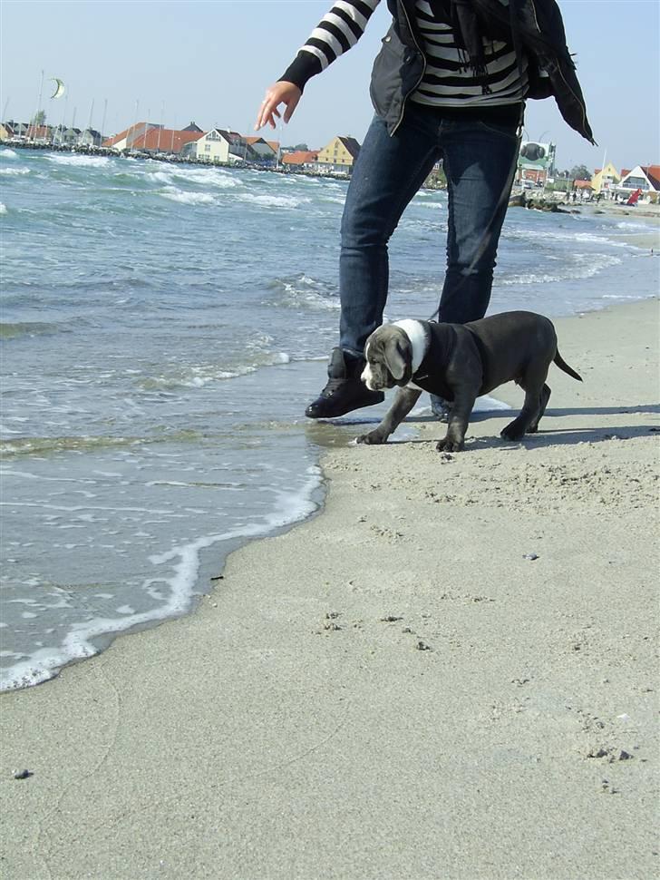 Amerikansk staffordshire terrier Biggie - Vand er sjovt - og koldt ! billede 15