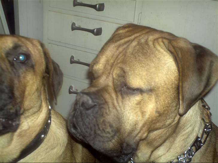 Blanding af racer zacko billede 3