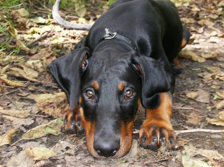 Dobermann Sniper R.I.P. - jeg vil ikke med hjem, så jeg tror bare at jeg ligger mig ned her...! billede 1