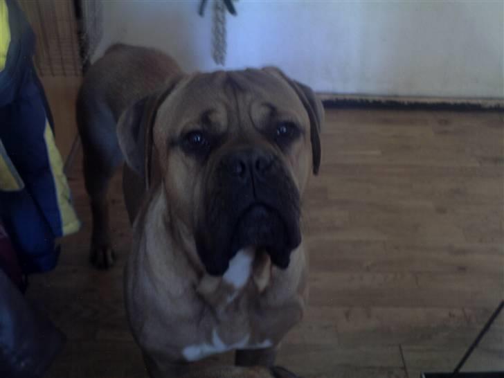 Blanding af racer zacko billede 4