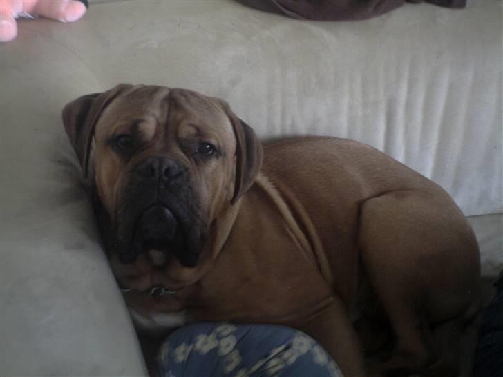 Blanding af racer zacko billede 5