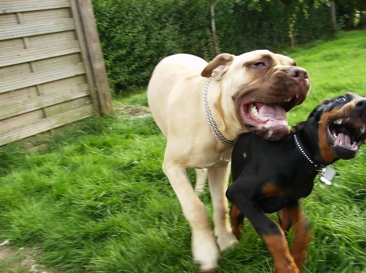 Dobermann Sniper R.I.P. - bufas er bare en af mine aller bedste venner...!! -se hvor sjovt vi har det.... billede 2