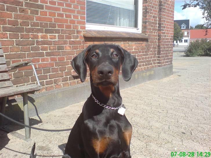 Dobermann Sniper R.I.P. - se hvor stolt jeg er...! billede 3