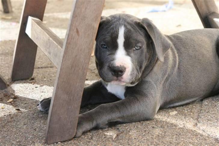 Amerikansk staffordshire terrier Biggie - 8 uger.. en rigtig fotomodel ;-) billede 17
