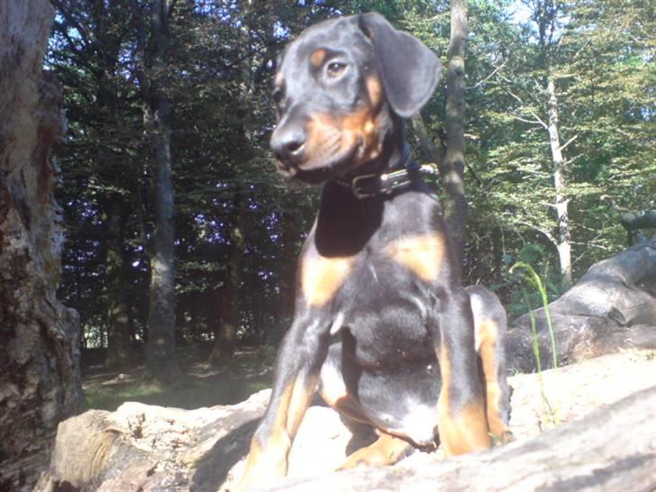 Dobermann Sniper R.I.P. - Hvordan kommer jeg nu ned igen? billede 4