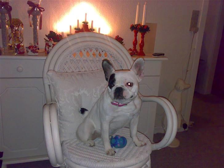 Fransk bulldog mini - hjemme hos mormor er jeg ikk fin billede 1