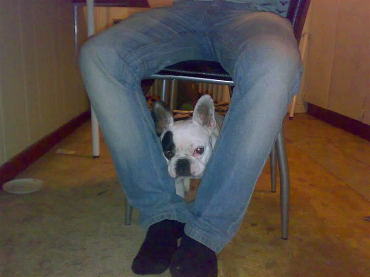 Fransk bulldog mini - gemmer mig bag far billede 2