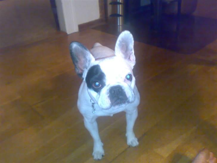 Fransk bulldog mini billede 3
