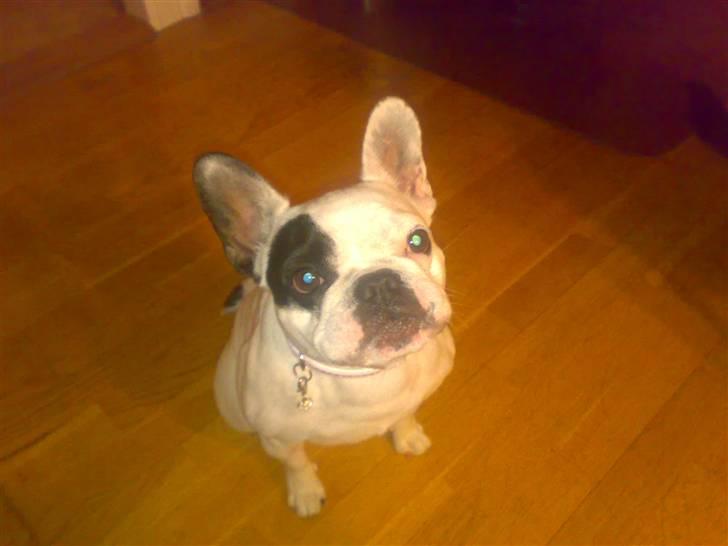 Fransk bulldog mini - hader og fået taget billede billede 4