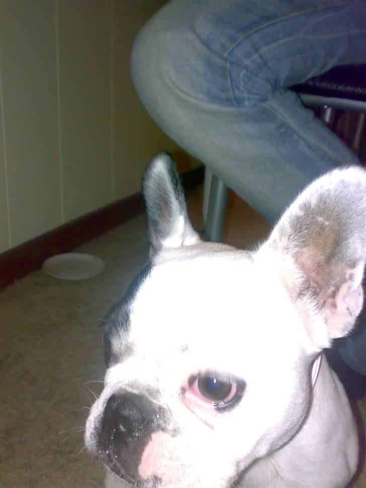 Fransk bulldog mini billede 5