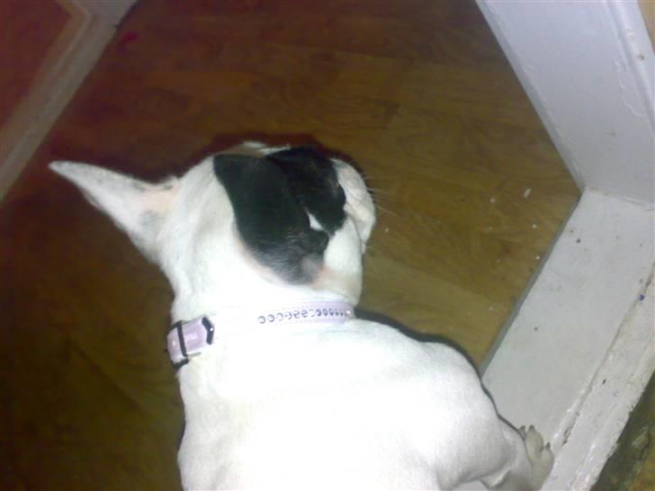 Fransk bulldog mini billede 6