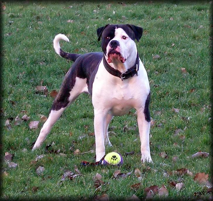 Amerikansk bulldog Vba´s conrad aka rocko  billede 1