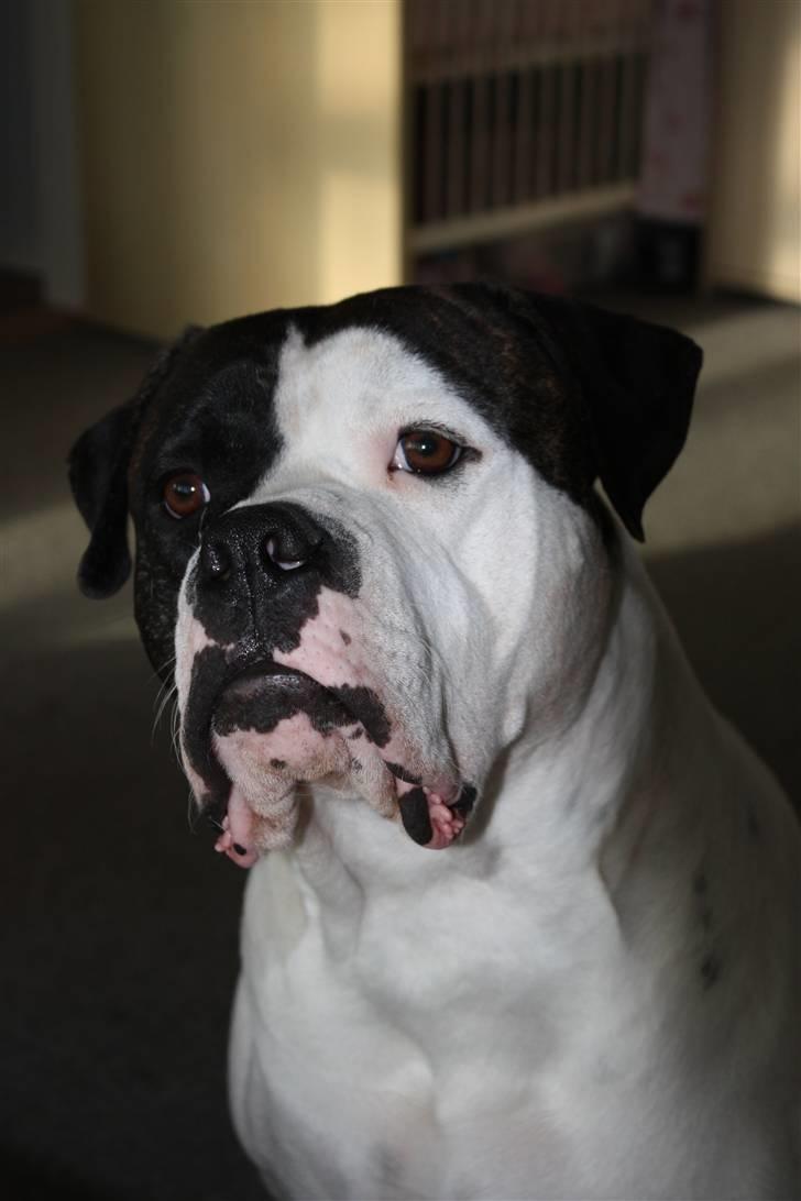 Amerikansk bulldog Vba´s conrad aka rocko  billede 2