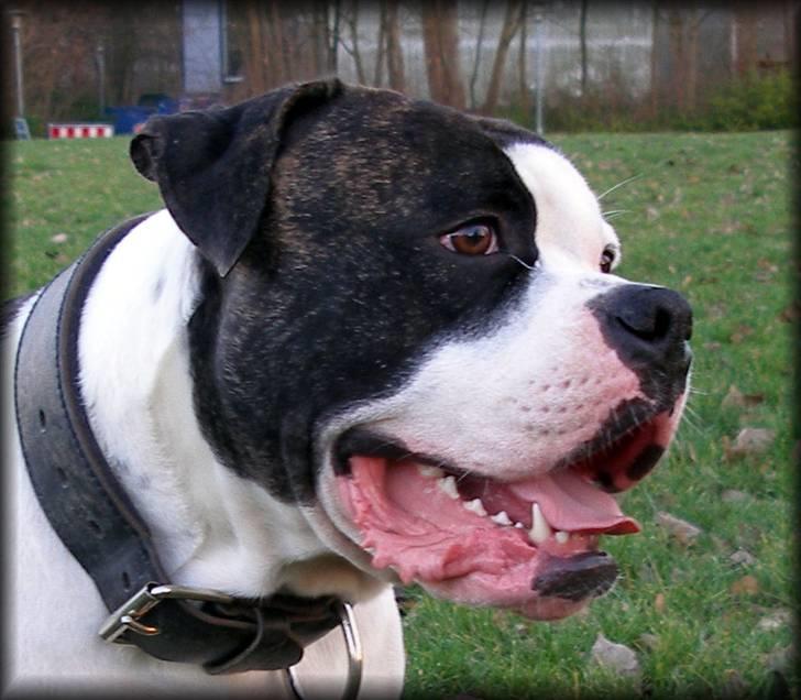Amerikansk bulldog Vba´s conrad aka rocko  billede 3