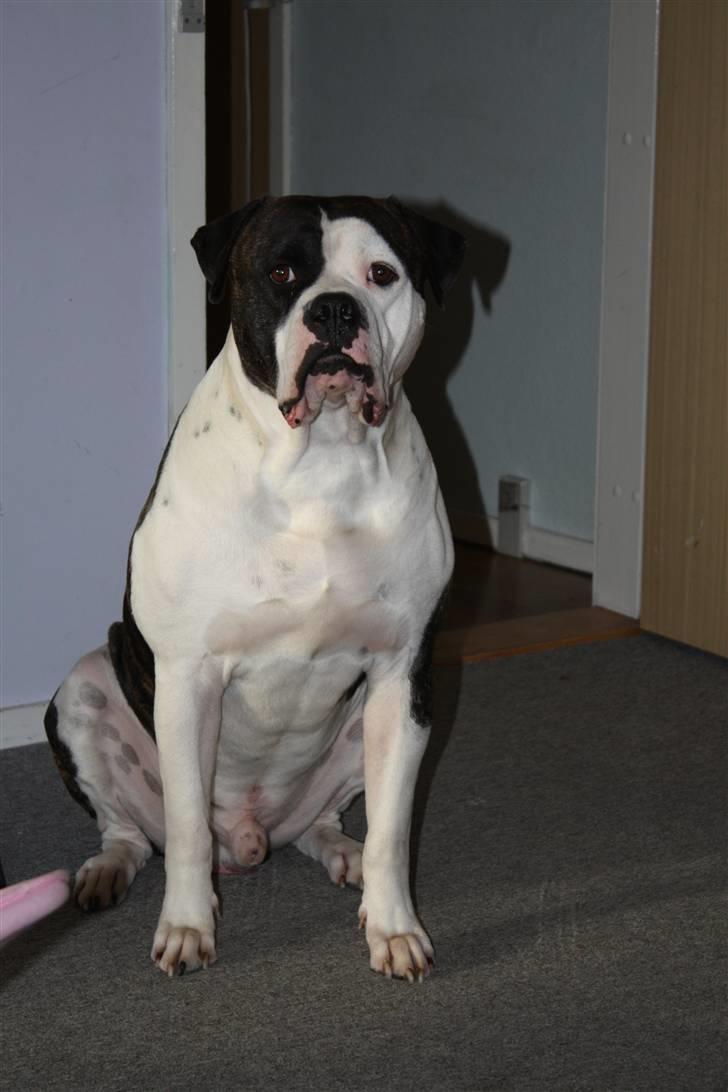Amerikansk bulldog Vba´s conrad aka rocko  billede 4