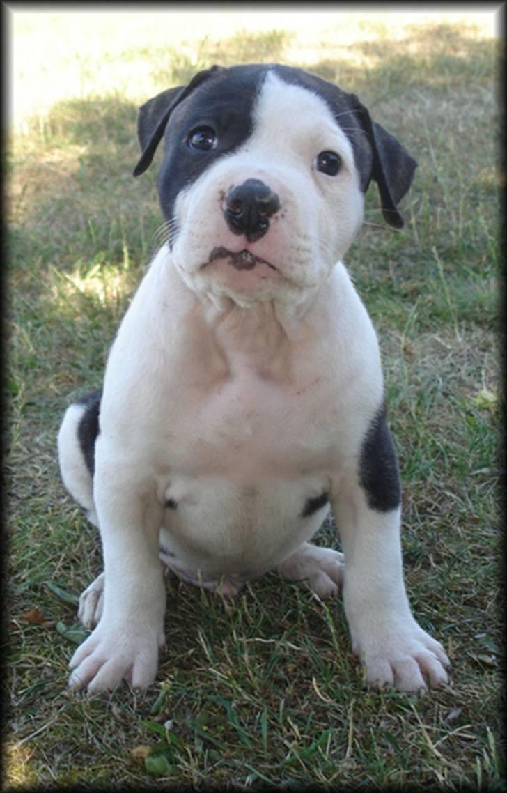 Amerikansk bulldog Vba´s conrad aka rocko  billede 5