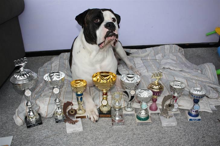 Amerikansk bulldog Vba´s conrad aka rocko  billede 6