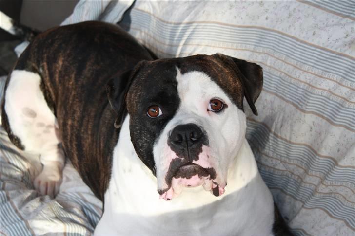 Amerikansk bulldog Vba´s conrad aka rocko  billede 7