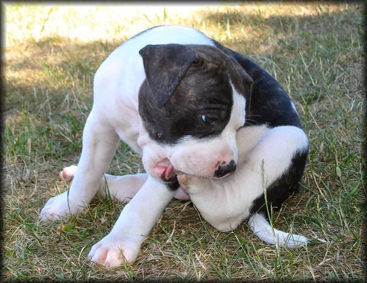 Amerikansk bulldog Vba´s conrad aka rocko  billede 8