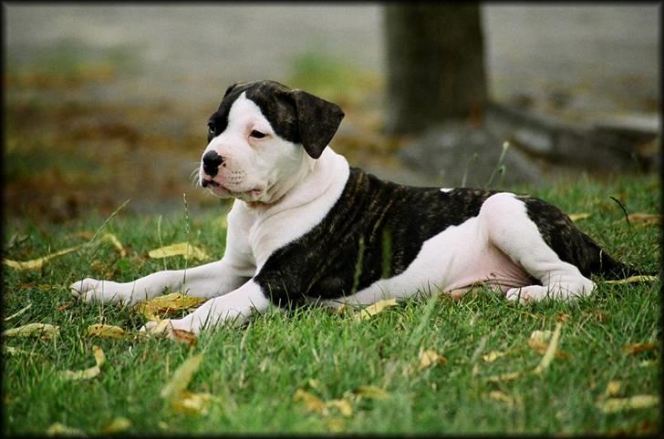 Amerikansk bulldog Vba´s conrad aka rocko  billede 9
