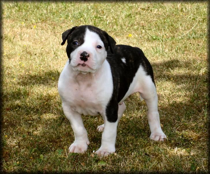 Amerikansk bulldog Vba´s conrad aka rocko  billede 10