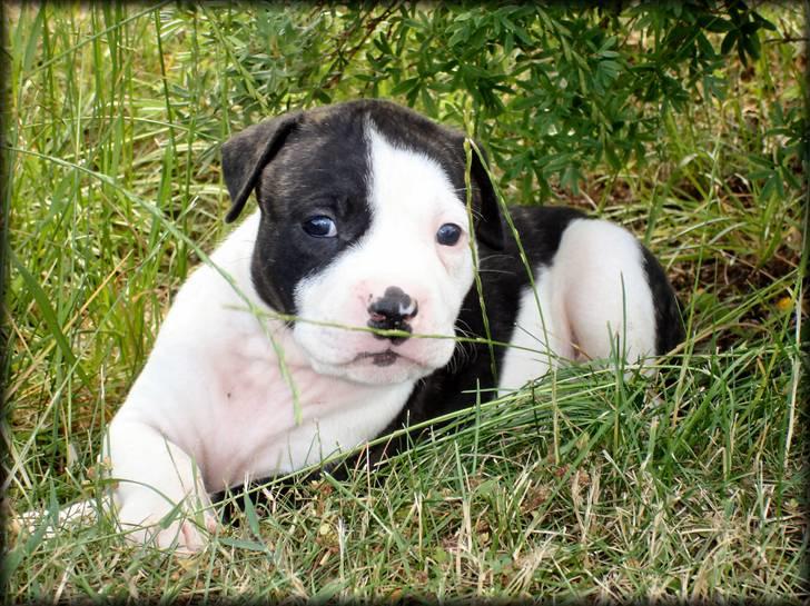 Amerikansk bulldog Vba´s conrad aka rocko  billede 11