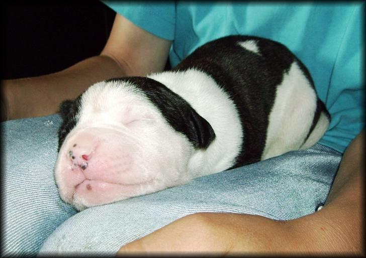 Amerikansk bulldog Vba´s conrad aka rocko  billede 12