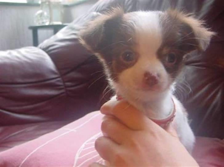 Chihuahua Hambus billede 6