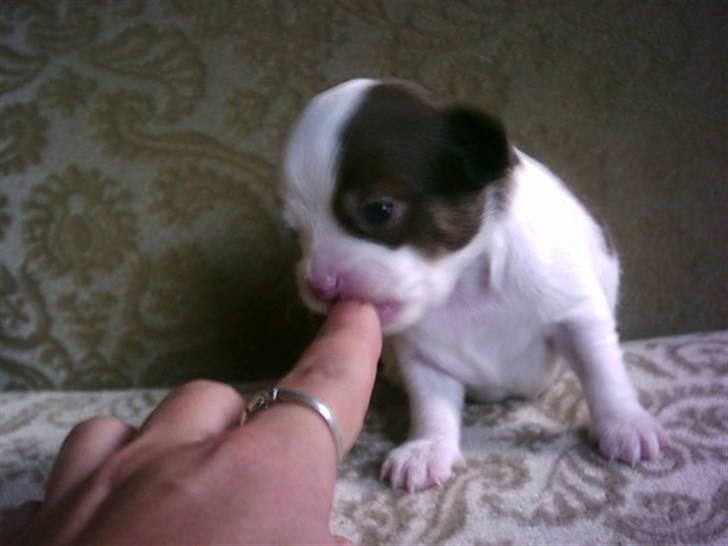 Chihuahua Hambus billede 7