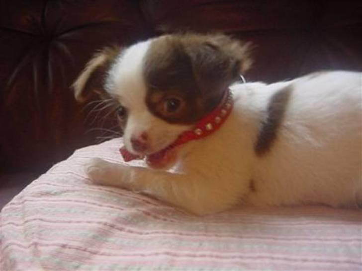 Chihuahua Hambus billede 8