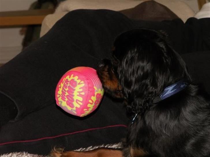 Cavalier king charles spaniel Duncan billede 7