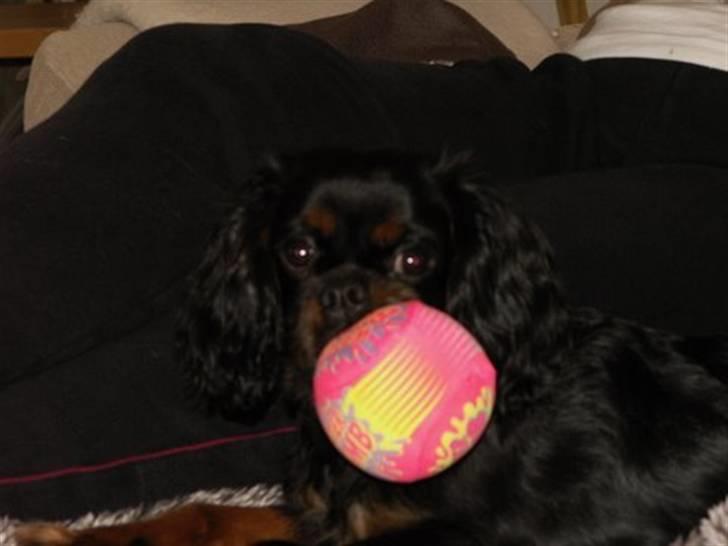 Cavalier king charles spaniel Duncan billede 8