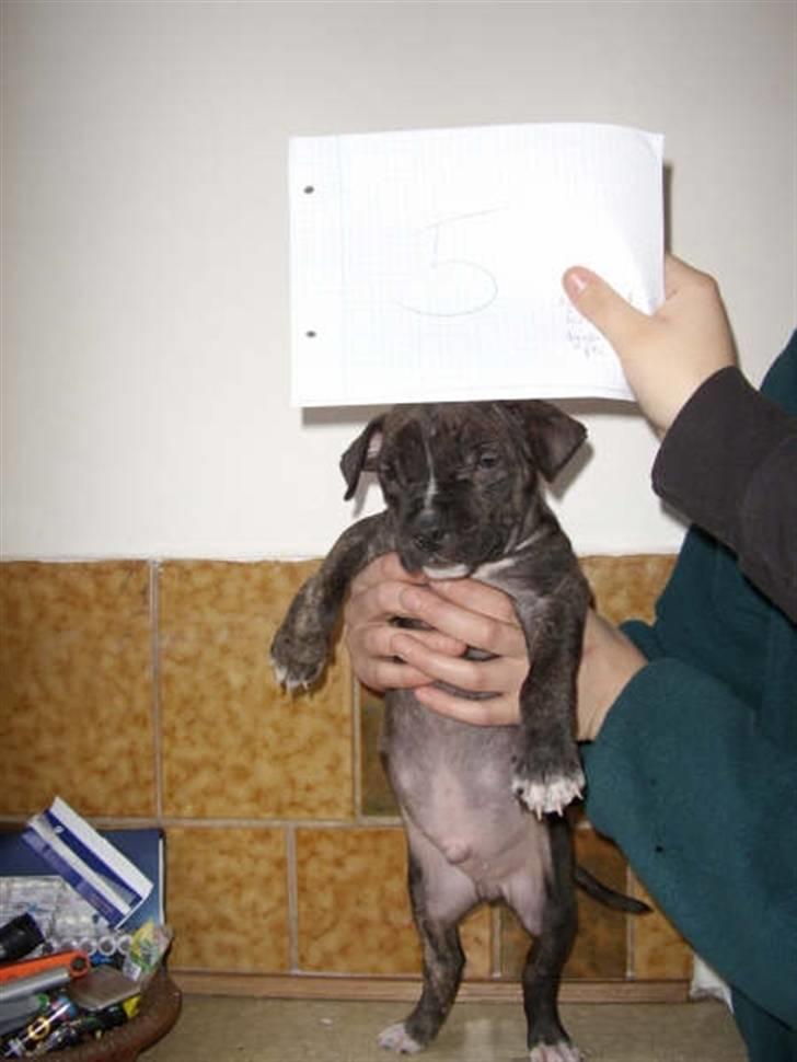 Amerikansk staffordshire terrier Teison - Teison som Baby, Dengang hed han nr 5..  billede 4