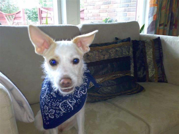 Dansk svensk gaardhund Maggie billede 19