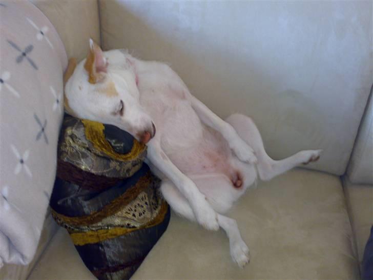 Dansk svensk gaardhund Maggie billede 20